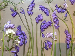 bluebells pressed in clay