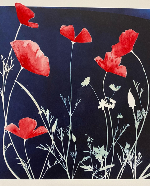poppy cyanotype