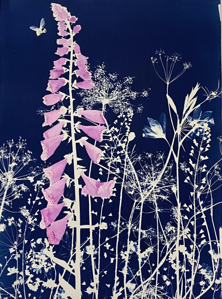 digitalis & Bumblebee Cyanotype